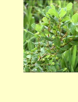   (Securinega suffruticosa)